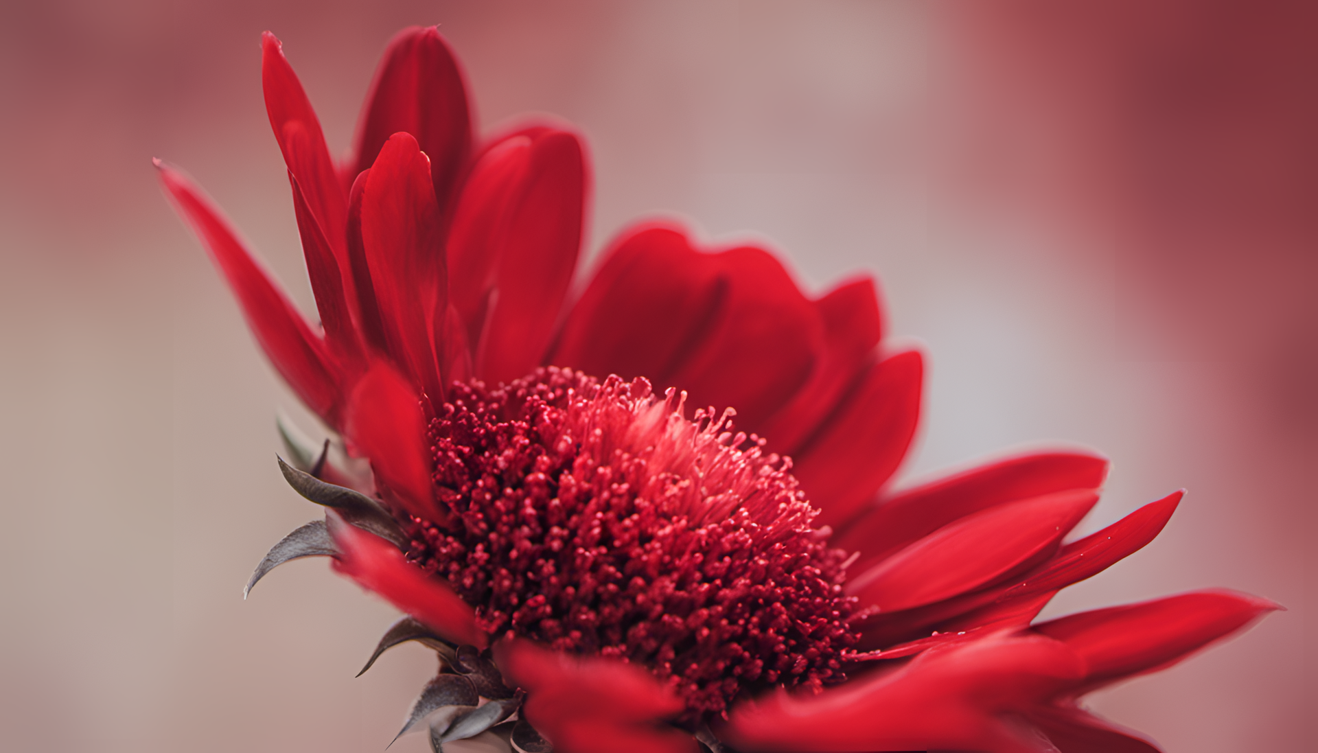 Vibrant red flower petals illuminated by sunlight.