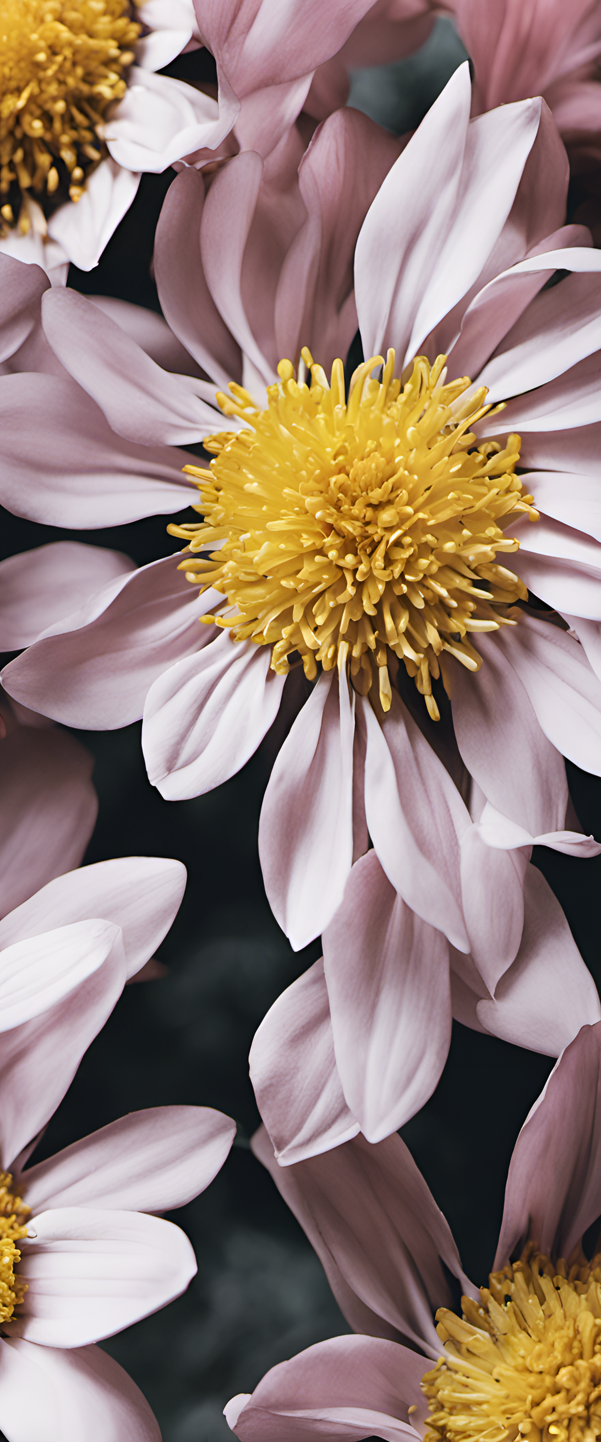 Beautiful flower close-up with vibrant colors and delicate petals.