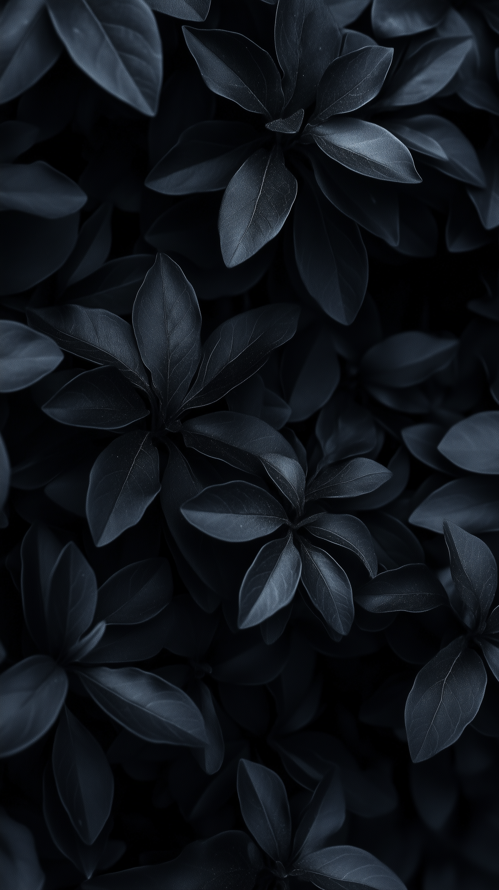 A close-up of dark black leaves, creating a rich, textured background that showcases intricate floral patterns.